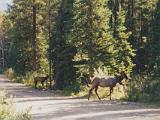 Lake Louise 04 : America, Canada, Fall, Lake Louise, Landscape, Sightseeing