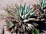 B Oak Creek Canyon 03 : America, Arizona, Desert Plants, Oak Creek Canyon, Sightseeing, Spring, USA