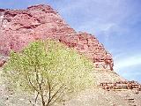 C Grand Canyon 12 : America, Arizona, Grand Canyon National Park, Hiking, Landscape, Spring, Trees, USA