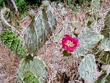 C Grand Canyon 14 : America, Arizona, Desert Plants, Grand Canyon National Park, Hiking, Landscape, Spring, USA