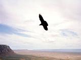 D Southern Utah 01 : America, Birds, Lake Powell, Landscape, Sightseeing, Spring, USA, Utah