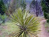 F Zion 05 : America, Desert Plants, Hiking, Landscape, Spring, USA, Utah, Zion National Park