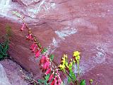 F Zion 08 : America, Flowers, Hiking, Spring, USA, Utah, Zion National Park