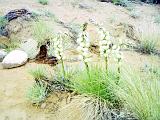 H Capitol Reef 08 : America, Capitol Reef National Park, Desert Plants, Flowers, Hiking, Spring, USA, Utah