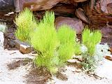 I Canyon Lands 09 : America, Canyonlands National Park, Desert Plants, Sightseeing, Spring, USA, Utah