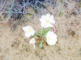 I Canyon Lands 14 : America, Canyonlands National Park, Flowers, Hiking, Spring, USA, Utah