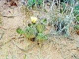 J Arches 03 : America, Arches National Park, Flowers, Hiking, Spring, USA, Utah