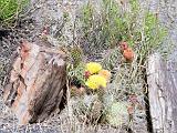 O Petrified Forest 10 : America, Arizona, Desert Plants, Flowers, Hiking, Petrified Forest National Park, Spring, USA