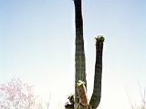 R Saguaro Cactus 01 : America, Arizona, Desert Plants, Hiking, Saguaro National Park, Spring, USA