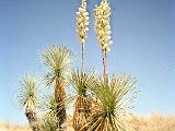 R Saguaro Cactus 02 : America, Arizona, Desert Plants, Flowers, Hiking, Saguaro National Park, Spring, USA