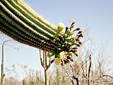 R Saguaro Cactus 03 : America, Arizona, Desert Plants, Hiking, Saguaro National Park, Spring, USA