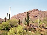 R Saguaro Cactus 04 : America, Arizona, Hiking, Landscape, Saguaro National Park, Spring, USA