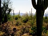 R Saguaro Cactus 05 : America, Arizona, Hiking, Landscape, Saguaro National Park, Spring, USA