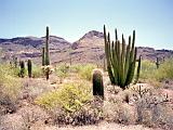 S Organpipe Cactus 01 : America, Arizona, Desert Plants, Hiking, Landscape, Organpipe Cactus National Monument, Spring, USA