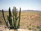 S Organpipe Cactus 02 : America, Arizona, Desert Plants, Hiking, Landscape, Organpipe Cactus National Monument, Spring, USA