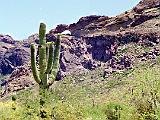 S Organpipe Cactus 03 : America, Arizona, Desert Plants, Hiking, Landscape, Organpipe Cactus National Monument, Spring, USA