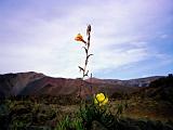 Haleakala 03 : America, Fall, Flowers, Haleakala National Park, Hawaii, Hiking, Landscape, Maui, USA