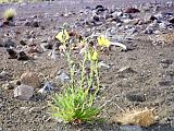 Haleakala 05 : America, Fall, Flowers, Haleakala National Park, Hawaii, Hiking, Landscape, Maui, USA