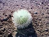 Haleakala 09 : America, Desert Plants, Fall, Haleakala National Park, Hawaii, Hiking, Landscape, Maui, USA