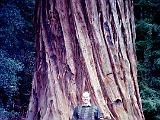 Big Basin 01 : America, Big Basin Redwoods State Park, California, Hiking, USA, Winter