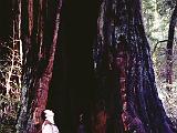 Big Basin 02 : America, Big Basin Redwoods State Park, California, Hiking, USA, Winter
