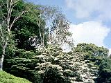 Imperial Palace East Garden 01 : Asia, Historical, Japan, Sightseeing, Spring, Tokyo
