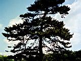 Imperial Palace East Garden 03 : Asia, Historical, Japan, Sightseeing, Spring, Tokyo