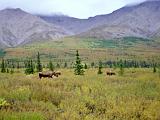 H Denali NP 01 : Alaska, America, Denali National Park, Landscape, Mammals, Sightseeing, Summer, USA