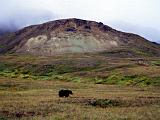 H Denali NP 03 : Alaska, America, Denali National Park, Landscape, Mammals, Sightseeing, Summer, USA