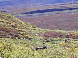 H Denali NP 09 : Alaska, America, Denali National Park, Landscape, Mammals, Sightseeing, Summer, USA