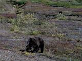 H Denali NP 10 : Alaska, America, Denali National Park, Landscape, Mammals, Sightseeing, Summer, USA