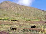 H Denali NP 11 : Alaska, America, Denali National Park, Landscape, Mammals, Sightseeing, Summer, USA