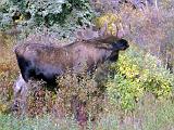 H Denali NP 13 : Alaska, America, Denali National Park, Landscape, Mammals, Sightseeing, Summer, USA