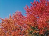 Osmore Pond 02 : America, Canoeing, Fall, Osmore Pond, Trees, USA, Vermont