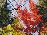 Osmore Pond 03 : America, Canoeing, Fall, Osmore Pond, Trees, USA, Vermont