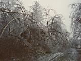 Ice Storm 06 : America, Burlington, Sightseeing, Trees, USA, Vermont, Winter