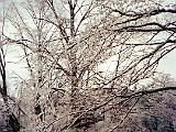 Ice Storm 07 : America, Sightseeing, Trees, USA, Vermont, Williston, Winter