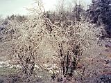 Ice Storm 08 : America, Sightseeing, Trees, USA, Vermont, Williston, Winter