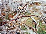 Ice Storm 09 : America, Sightseeing, Trees, USA, Vermont, Williston, Winter