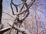 Devils Gulch 03 : America, Devil's Gulch, Landscape, People, Snowshoeing, Trees, USA, Vermont, Winter