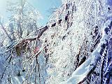 Mount Belvidere 04 : America, Camels Hump, Mount Belvidere, Snowshoeing, Trees, USA, Vermont, Winter