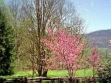 Great Smokies 01 : America, Great Smoky Mountains National Park, Landscape, North Carolina, Sightseeing, Spring, USA