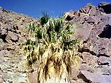 Anza Borrego Desert 04