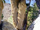 Anza Borrego Desert 09