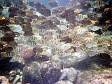 02 Snorkeling 02