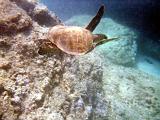 02 Snorkeling 04
