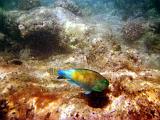 02 Snorkeling 05