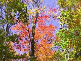 Burnt Rock 03