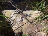A Blue Mountains 15