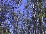 A Blue Mountains 17